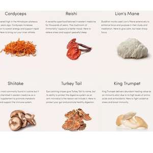 Café de Hongos Adaptógenos Directo de Fábrica - Keto Descafeinado con Raíz de Achicoria, Sabor Neutro, Empaquetado en Bolsa, MOQ Bajo y OEM - Product Image 3