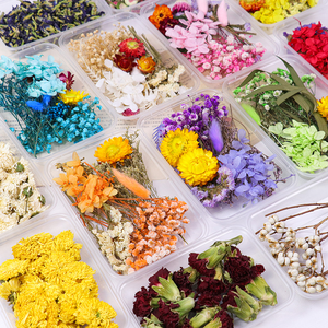 Dry Flowers <strong>Box</strong> Preserved Stabilized DIY Resin Art Mixed Dry Flowers Multicolor Natural <strong>Bulk</strong> Dried Flowers Materials Sets - Product Image 1