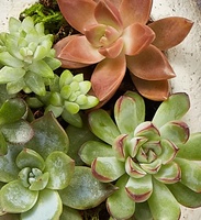 Pot de plante succulente en forme de cœur, cactus, pot de fleurs, décoration intérieure et extérieure tendance, patio, jardin, maison, pépinière, ciment, revêtement en poudre
