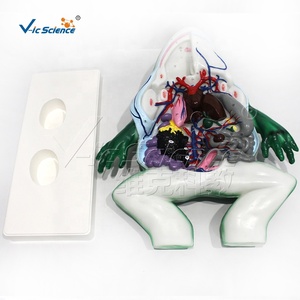 Modelos Anatómicos de Animales, Modelo de Anatomía de Rana, Modelo de Anatomía Animal - Product Image 5