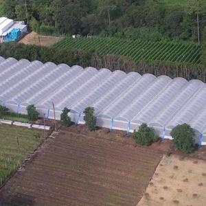 200 माइक्रोन यूवी पारदर्शी कृषि प्लास्टिक फिल्म शेटिंग ग्रीनहाउस स्पष्ट पॉलीथिलीन फिल्में रोल कवर करती हैं - Product Image 4