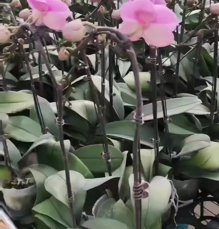 植物の配置のための自然の抱擁花ワイヤー