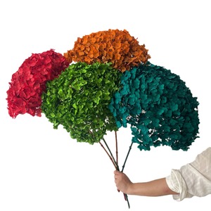 Anna <span class=keywords><strong>hortensia</strong></span> fleur séchée branche unique <span class=keywords><strong>hortensia</strong></span> éternel décoration de la maison multicolore en gros pour les Occasions de remise des diplômes - Product Image 3