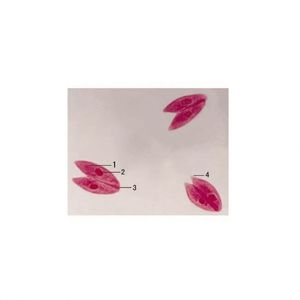 Conjugaison KS-07 de Paramecium Caudatum W.M. - Product Image 1