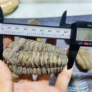 Trilobita <span class=keywords><strong>de</strong></span> Gran Tamaño <span class=keywords><strong>de</strong></span> <span class=keywords><strong>Marruecos</strong></span>, Trilobita Calymenida Enrollada, Fósil <span class=keywords><strong>de</strong></span> Flexicalymene, Espécimen para Colección y Decoración del Hogar - Product Image 2
