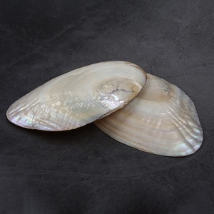 Vỏ trai ngọc trai nước ngọt tự nhiên 15-20cm dùng làm đồ trang sức tự chế - Product Image 5