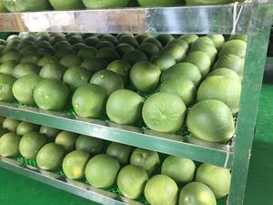 POMELA/GRANADA FRESCA, PRECIO DE EXPORTACIÓN, A LA VENTA, Frutas Tropicales Frescas de Vietnam - WA Linda 0084989322607 - Product Image 2