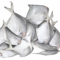 Pomfret argenté entier IQF surgelé de qualité supérieure 100-200g 200-300g Origine Chine Poisson de mer surgelé de haute qualité pour la restauration en gros