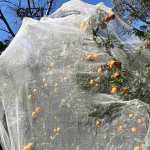 Agri nhà kính trái cây <span class=keywords><strong>Net</strong></span> Bảo vệ UV bảo vệ túi chống côn trùng lưới - Product Image 4