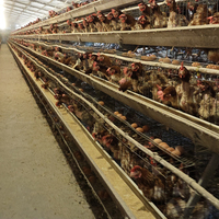 Cage à poules pondeuses pour l'Afrique, type 3000, pour 3000 poules pondeuses, en batterie, galvanisée à chaud, en promotion pour l'élevage de poules pondeuses