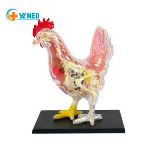 แบบจำลอง<span class=keywords><strong>กายวิภาค</strong></span><span class=keywords><strong>ไก่</strong></span> 32 ชิ้นส่วน ถอดประกอบได้ สำหรับการศึกษาทางวิทยาศาสตร์สัตวแพทย์ ชีววิทยาสัตว์ และการเรียนการสอน - Product Image 1