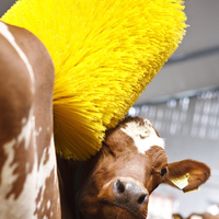 Rouleau de brosse à vache industriel à double tête en acier nylon polyester avec moteur et cadre pour un nettoyage efficace du bétail
