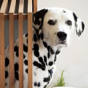 Cage <span class=keywords><strong>à</strong></span> <span class=keywords><strong>chien</strong></span> moderne JUNJI en bois massif de chêne, niche de luxe pour <span class=keywords><strong>chien</strong></span>, table de salon - Product Image 4