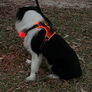 Harnais de poitrine GPS pour animaux de compagnie avec suivi en temps réel pour chiens, confortable, lavable, design réfléchissant, bleu, vert, rose - Product Image 3