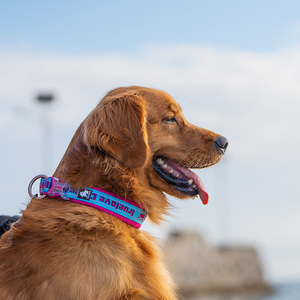 Truelove naylon yansıtıcı yumuşak neopren toptan ayarlanabilir köpek tasması evcil hayvan tasmaları ve tasmalar tüm mevsim nefes eğitim - Product Image 4