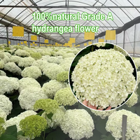 Pétales d'hortensia multicolores naturels biodégradables pour confettis de mariage et créations d'art en résine DIY, pétales d'hibiscus