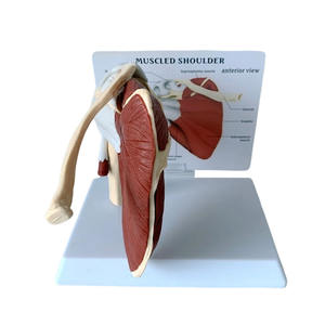 DARHMMY Modèle de science médicale grandeur nature Articulation de l'épaule humaine avec <span class=keywords><strong>muscles</strong></span> et ligaments - Product Image 3