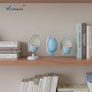 Medizinisches Anatomisches Modell Hodenmodell, Hodenanatomie-Modell, Vergrößertes Hodenmodell für Medizinische Wissenschaftliche Ausbildung - Product Image 2