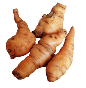 Natural Shu di Huang chino rehmannia polvo rehmannia glutinosa extracto rehmannia raíz hierba - Product Image 3