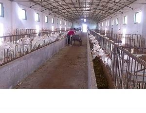 Poutre de sol de ferme de porc de soutien FRP anti-corrosion - Product Image 6