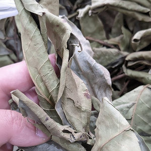 FEUILLES DE SYZYGIUM NERVOSUM BIOLOGIQUES SÉCHÉES/AUTHENTIQUE PRODUIT VIETNAMIEN/PRÊT POUR L'APPROVISIONNEMENT EN VRAC - Product Image 1