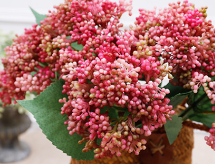 ม่วงแดง