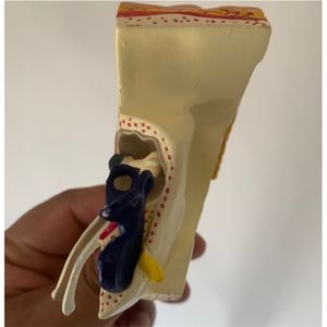 Recursos de enseñanza médica, modelo anatómico de oreja médica, modelo educativo de oreja, modelo de oreja de tamaño real con alta tasa de recompra - Product Image 4