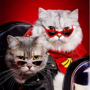 Köpekler ve Kediler için Moda Benzersiz Komik Renkli Evcil Hayvan Güneş Gözlükleri Günlük Göz Aksesuarı Evcil Hayvan Giyim Takı Elbise Aksesuarları - Product Image 1