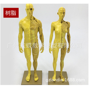 โมเดลร่างกายมนุษย์ขนาด 30 ซม. ทำจากเรซิ่น แสดงกล้ามเนื้อ โครงกระดูก และกายวิภาคศาสตร์ เหมาะสำหรับการเรียนการสอนศิลปะโครงสร้าง ภาพวาด CG และงานประติมากรรม - Product Image 1