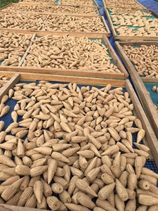 Incienso de Agarwood Puro en Cono, Hecho con Polvo de Agarwood 100% Natural, Orgánico, Ecológico, de Larga Duración, Hecho a Mano, con Efecto de Flujo Inverso, Aroma a Lavanda - Product Image 4