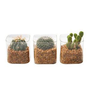 Jardinières sans terre pour plantes succulentes, bouteilles en verre transparent, ornements mignons pour la plantation et l'aromathérapie, pots carrés de contrôle - Product Image 6