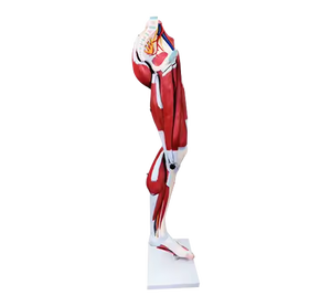 แบบจำลองกล้ามเนื้อขามนุษย์ ADA 337 ทำจากพีวีซี 13 ชิ้น สำหรับการศึกษาทางวิทยาศาสตร์การแพทย์ - Product Image 1