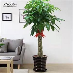 Árbol del Dinero Grande en Maceta, Planta de Interior y Exterior, Bonsái, Purificador de Aire, Decoración para Sala de Estar y Hogar - Product Image 1