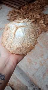 EXPORTATION DE NOIX DE COCO STANDARD SÉCHÉE DU VIET NAM - Product Image 3