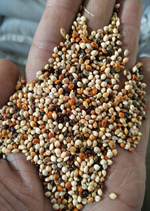 Nihewan Biologische Vogel Voedt Ongehulde Gierst In Rood Geelgroen 4 Kleur Mix Gierst - Product Image 2