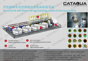 อุปกรณ์เพาะเลี้ยงปลาแบบเตียง PP ยี่ห้อ CATAQUA เป็นมิตรกับสิ่งแวดล้อม สำหรับฟักไข่<span class=keywords><strong>ปลา</strong></span>  อุปกรณ์ฟัก<span class=keywords><strong>ไข่</strong></span>ปลาคาร์ฟ  อุปกรณ์ฟัก<span class=keywords><strong>ไข่</strong></span>ปลาขนาดเล็ก ระบบ RAS แบบมินิ - Product Image 3