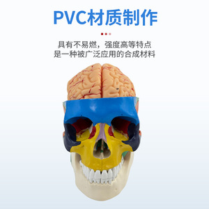 Modèle d'anatomie crânienne humaine 1:1 pour la simulation pédagogique, avec vertèbres cervicales et artères cérébrales ; séparation des couleurs. - Product Image 1