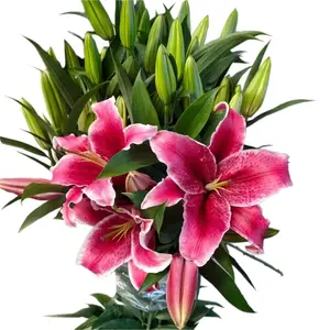 Vente en gros de fleurs naturelles fleur de lys frais coupé roi jaune une tête lys frais coupe nénuphar lilium browni Var mariage