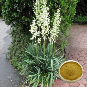 Food Grade Plant <span class=keywords><strong>Extract</strong></span> Grote Levering Hoge Kwaliteit <span class=keywords><strong>Yucca</strong></span> <span class=keywords><strong>Schidigera</strong></span> <span class=keywords><strong>Extract</strong></span> Poeder 10% Sarsaponine In Drumverpakking - Product Image 5