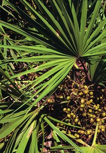 Aceite de Saw Palmetto Puro y Natural, Suministro a Granel, Extracto Botánico Premium, Grado Cosmético y para Cuidado Personal, Servicio OEM ODM - Product Image 2