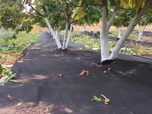 Toile géotextile non tissée en PET, écologique, résistante aux déchirures, anti-adhérente, anti-mauvaises herbes, pour la plantation agricole et les pelouses 5 - Product Image 4