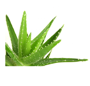 Aceite de <span class=keywords><strong>aloe</strong></span> <span class=keywords><strong>vera</strong></span> para el crecimiento del cabello, aceite de masaje de <span class=keywords><strong>aloe</strong></span> <span class=keywords><strong>vera</strong></span>, aceite de jojoba - Product Image 3