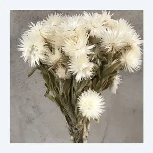 Vente en gros de fleurs et plantes séchées de haute qualité conservées fleurs de roche chrysanthèmes pour la décoration intérieure