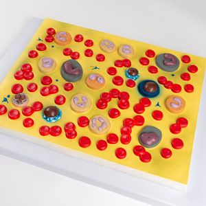 Modello di cellule del sangue modello di cellule del sangue in PVC - Product Image 4