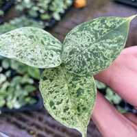Alocasia Dragon Scale Mint Variegata, Plantes de culture tissulaire, Plaques de semis en gros 3-5cm, Semis de plantes d'intérieur rares