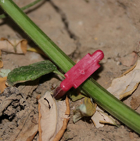 Piquets d'irrigation goutte à goutte en plastique UV, crochets de support pour semis et vignes, fixation au sol pour l'entraînement des plantes en jardin et serre