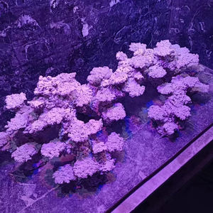 Op maat gemaakte kunstmatige grote decoratieve koraalrifrots voor een 150cm zoutwateraquarium - Product Image 3