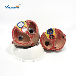 Modèle d'anatomie cardiaque VIC3304, modèle de cœur 5 fois plus grand, modèle pédagogique médical de cœur naturel grandeur nature (Médical) - Product Image 5