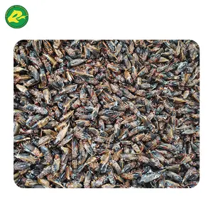 Farm Breed Frozen Feeder Crickets for Animal Use Pet Food And Reptiles Chickens Birds Fish Amphibians Treats