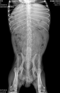 เครื่องเอกซเรย์สัตว์ <span class=keywords><strong>Keen</strong></span> Ray DR50M Vet: ภาพความละเอียดสูงสำหรับคลินิกสัตวแพทย์และโรงพยาบาล - Product Image 4